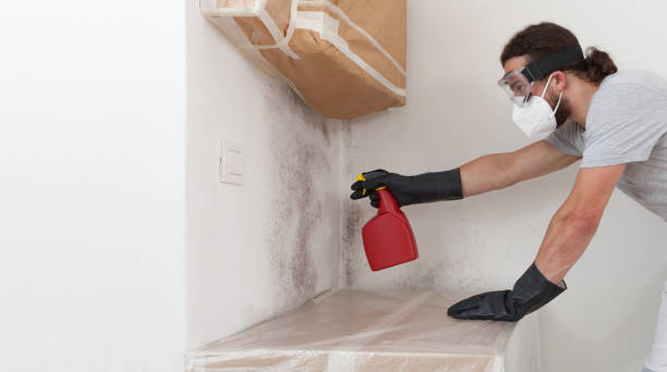 Professional Attic Mold Remediation technician working in Rockford, MN