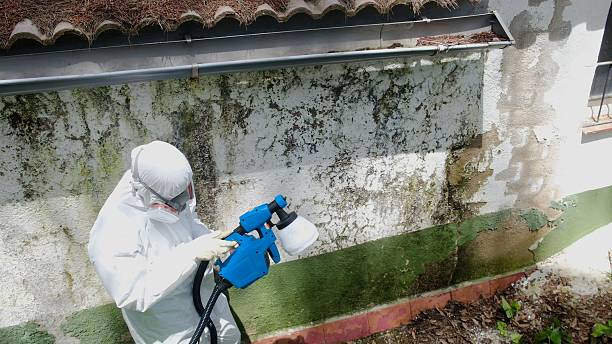 Top rated local Attic Mold Remediation specialists in Rockford, MN
